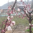 고성초등학교 이미지