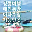 세븐일레븐 사천점 | 강릉 서핑 사천해변 롤리서프 전용비치에서 애견동반 입문 강습 찐후기~