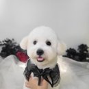 함께웃개
