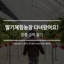 금하딸기체험농장 네이버블로그