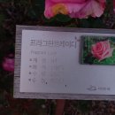 장미(98) 프라그란트레이디(Fragrant Lady) 이미지