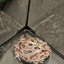 파충류샵 렙타일스테이션 이미지