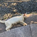 한방한재골하얀집 이미지