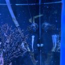 크런치미트 | 강릉 당일치기 여행 아기랑: 미트컬쳐 등