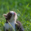 라온동물의료센터 이미지