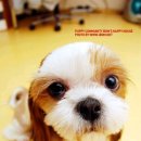 이쁜강아지 이미지