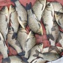 매일좌대 이미지