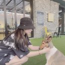 UR(파주시)-[미래로]-상-59 | 파주 운정 으르렁 애견카페 후기