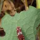 제비1리 이미지