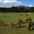 제주 마로 이미지