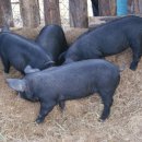 농경축산 이미지