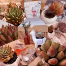 흙뿌리1호태양광 | 23개 떠나보낸 식물킬러에게서도 살아남은 연지곤지 1년 후기