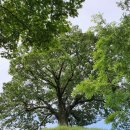 성흥산 솔바람길 이미지