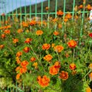 갑진농장 이미지