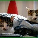 큰사랑동물병원 이미지