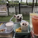 맛있개신나개 이미지