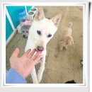 아이조아요양보호소 대구점 | 대구강아지파양 안락사없는 [아이조아 보호소]에 맡겼어요