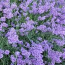 당현천근린공원 이미지