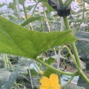 평동농업협동조합(마트) 이미지