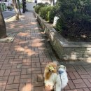 털로덮인친구들 동탄북광장점 이미지