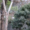 고양이세수 이미지