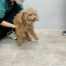 더힐링동물병원 이미지