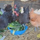 청계동물약국 이미지