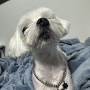 살랑애견미용실 이미지