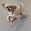 수니유치원 | 수니 짱 웃긴 강아지 유치원 후기..🐶💕