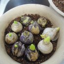 동백나무집 이미지