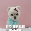 댕댕이 살롱 | 진주강아지미용 몽실살롱 후기｜봉식이 미용 스트레스 없이 대만족🐶✂️