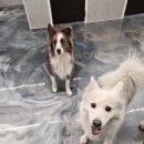 빅독 | 부산 대형견 호텔링 고민 끝! 빅독크루 이용 후기