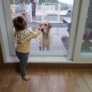 미스터로빈 | 대형견 펜션 미스터로빈 방문 후기