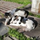 강아지와고양이 이미지