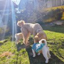 숲속댕토리애견유치원 이미지