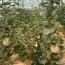 정양농장 이미지