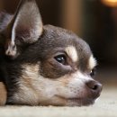 강아지 와요와요 이미지