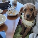 적성민물 | 내돈내먹 인생 매운탕.. 두지나루터 매운탕 본점 / 애견동반 파주적성 맛집