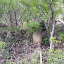 돼지왕국 이미지