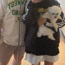 중리상회 | [ 부산 ] 1박2일같은 2박3일의 애견동반여행