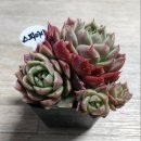 수연슈퍼 이미지