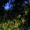 함안 영동리 회화나무 이미지