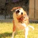 강아지보호구역 이미지