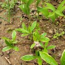 뉴천리향 이미지