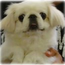 혜원동물병원 이미지