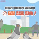 비둘기