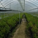 대송농장 이미지