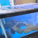 아이돌수산 | 인천 삼산동 찐맛집 아이돌수산 광어 우럭 리뷰