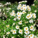 솔향수목원(암석원) 이미지