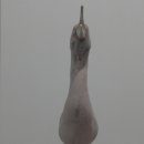 끼룩끼룩 이미지